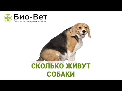 Сколько Живут Собаки в Среднем? - Отвечает Ветеринар // Сеть Ветклиник БИО-ВЕТ