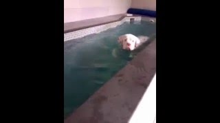 Natação Para Cães De Grande Porte