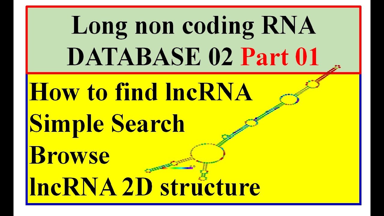 Long Non-Coding RNA Part 01: finding the lncRNA #AlnC - YouTube