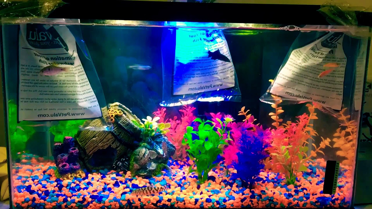 37 celsius to fahrenheit BaconatorMan37 Improves his Fish Tank