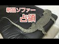 オオトカゲ、ソファーが劇的ビフォーアフター！！