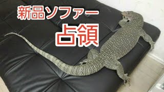 オオトカゲ、ソファーが劇的ビフォーアフター！！