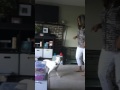 Dog Tricks: Snowy showing off her tricks.