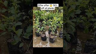 bihu offer guys order korok contact no 9706932296#viral #bihu#nusery