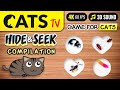 Game for cats  hide  seek compilation  4k  60fps cats tv