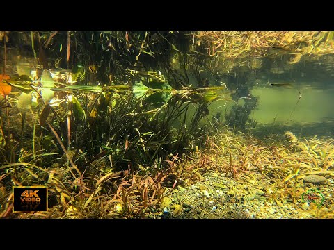 Raglan Creek Wild Biotope one of Queensland's Central Coast Gems.