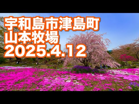 宇和島市津島町 山本牧場(2025.4.12)