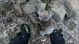 Helping A Cute Koala On Its Climb Viralhog