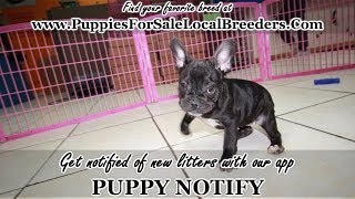 BRINDLE FRENCH BULLDOG PUPPIES FOR SALE GEORGIA LOCAL BREEDERS NEAR ATLANTA GA