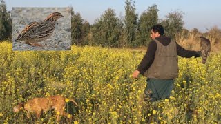 Quail Hunting | Amazing Quail Hunting with Goshawk | Goshawk Hunting | Hunting in Pakistan by Hunting Lovers 870 views 2 years ago 4 minutes, 29 seconds