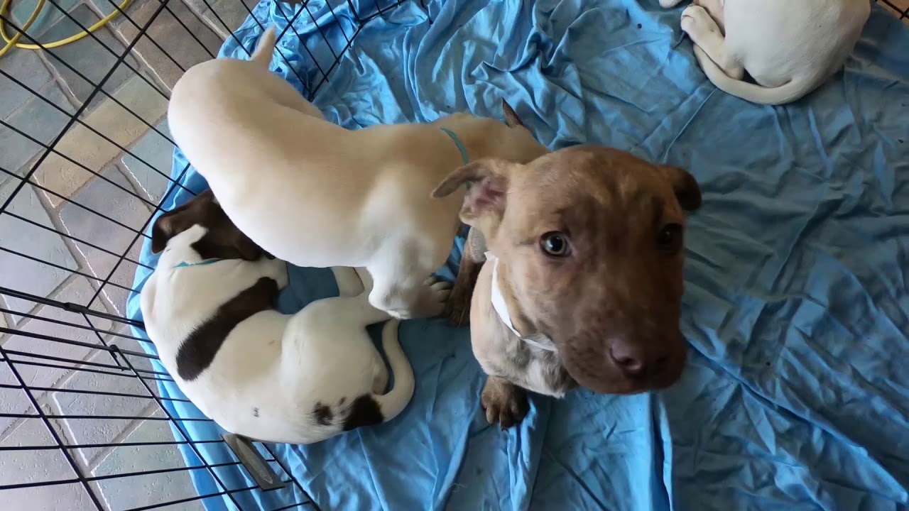 Puppies up for adoption YouTube