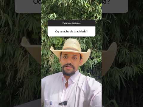 Análise Da Brachiaria Uma Perspectiva Sobre Esta Gramínea Na Pecuária Pecuaria Boi Dicas 