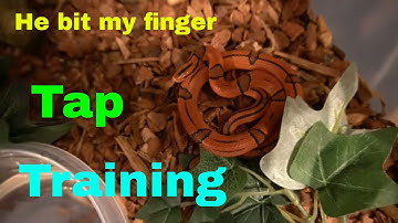 How To: Tap Train Your Snake (Part 1) Viewer Discretion