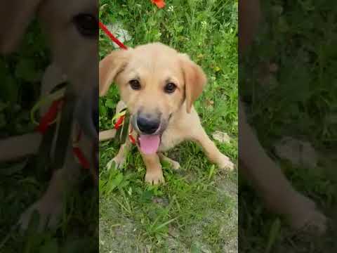 Cuccioli Golden Retriever Maschi In Regalo Youtube