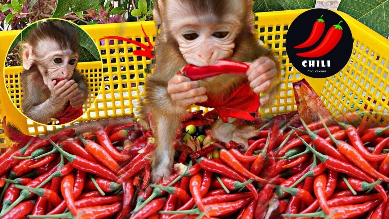 Wow! Baby monkeys eat Peppers Very Likely