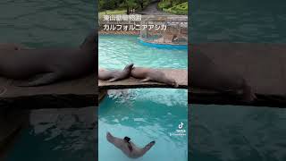 東山動植物園のカルフォルニアアシカ