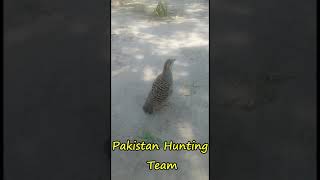 Grey Partridge Calling with Whistle سیٹھی کے ساتھ تیتر بولانہ | Shorts