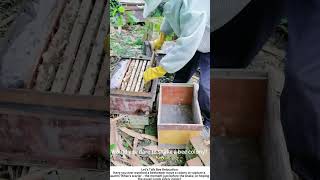 Moving a Bee Colony – Shaking Swarms into a New Hive 🐝👨‍🌾