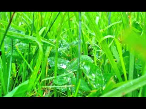 Cool-Wet-Grass BitterSuite