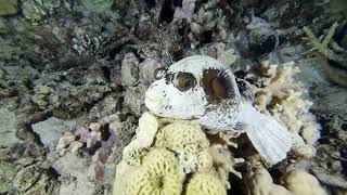 Colors of the Red Sea