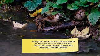 Fakta unik burung Pipit
