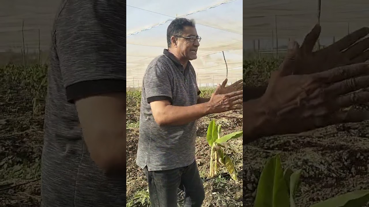 أفكار جديده خارج الصندوق حاله سوق صرف للارض او املاح زياده موز تنقيط