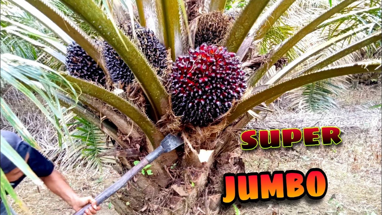 Panen sawit Berbobot buah nya Ngeri