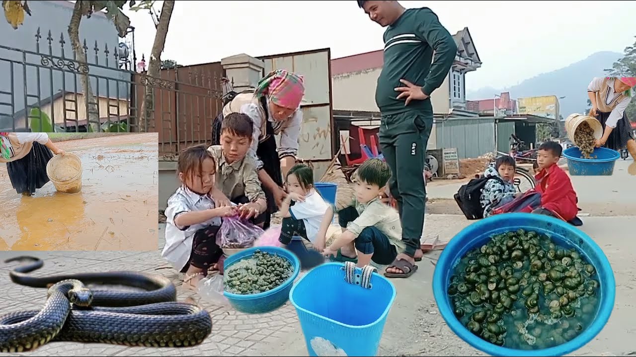 A single mother harvests snails to sell at the market - YouTube