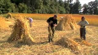 wimpole wheat harvest 2011