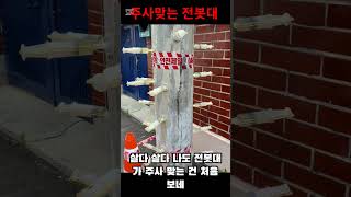 주사 맞는 전봇대#신기한장면