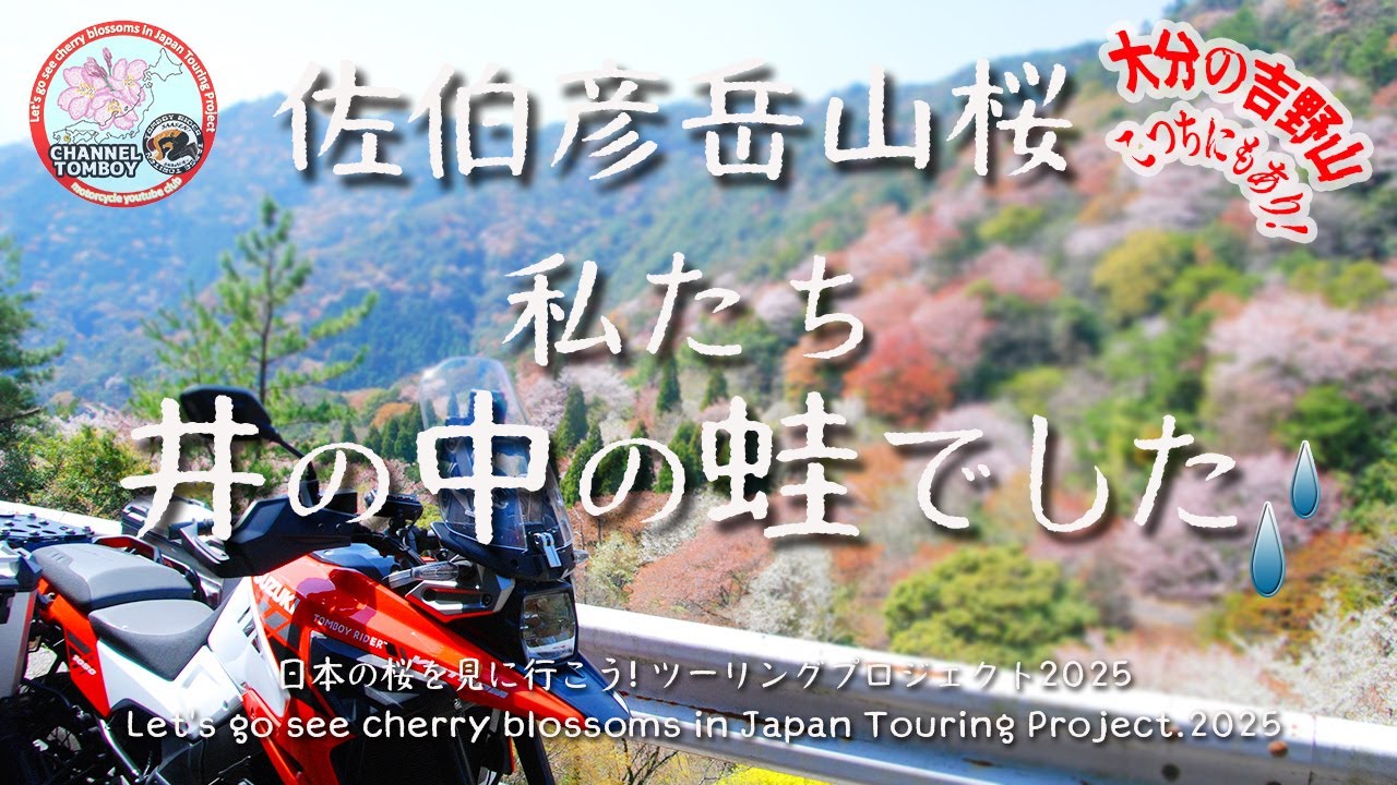 [晩酌用]来年絶対行ったほうがいい大分県彦岳林道山桜 | V-stromで行くおんせん県の吉野山ここにあり！VOL.2 | 日本の桜を見に行こう!ツーリングプロジェクト2025 |モトブログ
