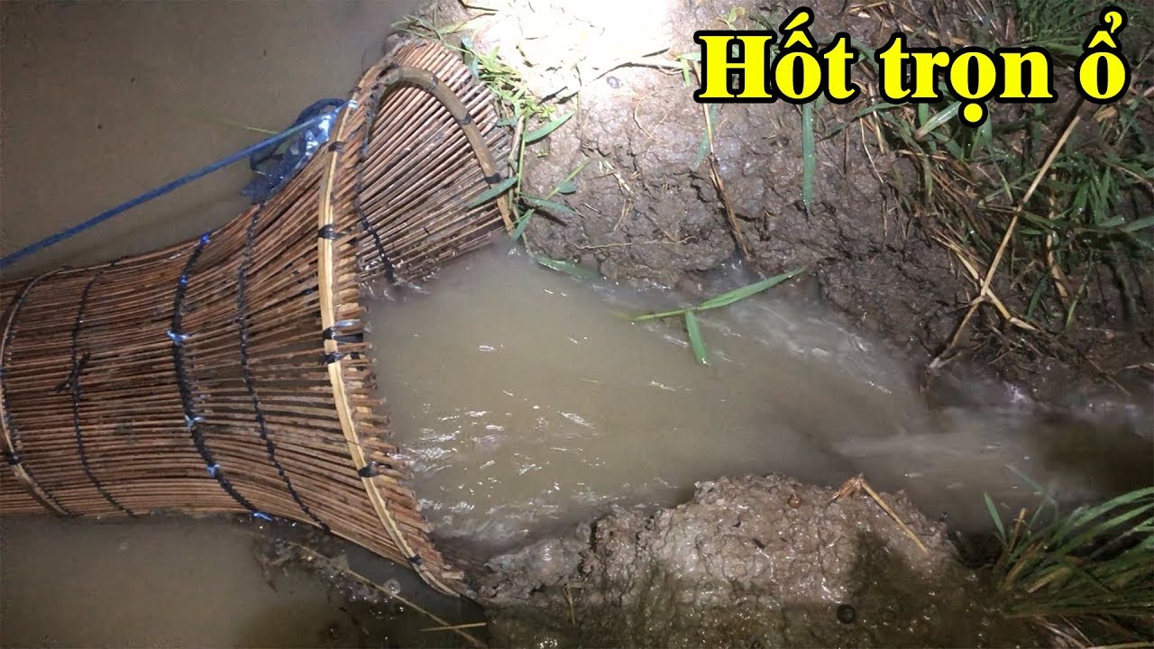 Trời mưa to ngập ruộng cá ngược nước lên đồng chặn cái đó ngang mương nước chảy hốt sạch hết cá