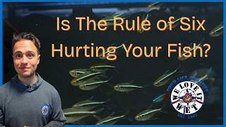 The Rule of Six — Where Does It Actually Come From? Fishkeeping Science