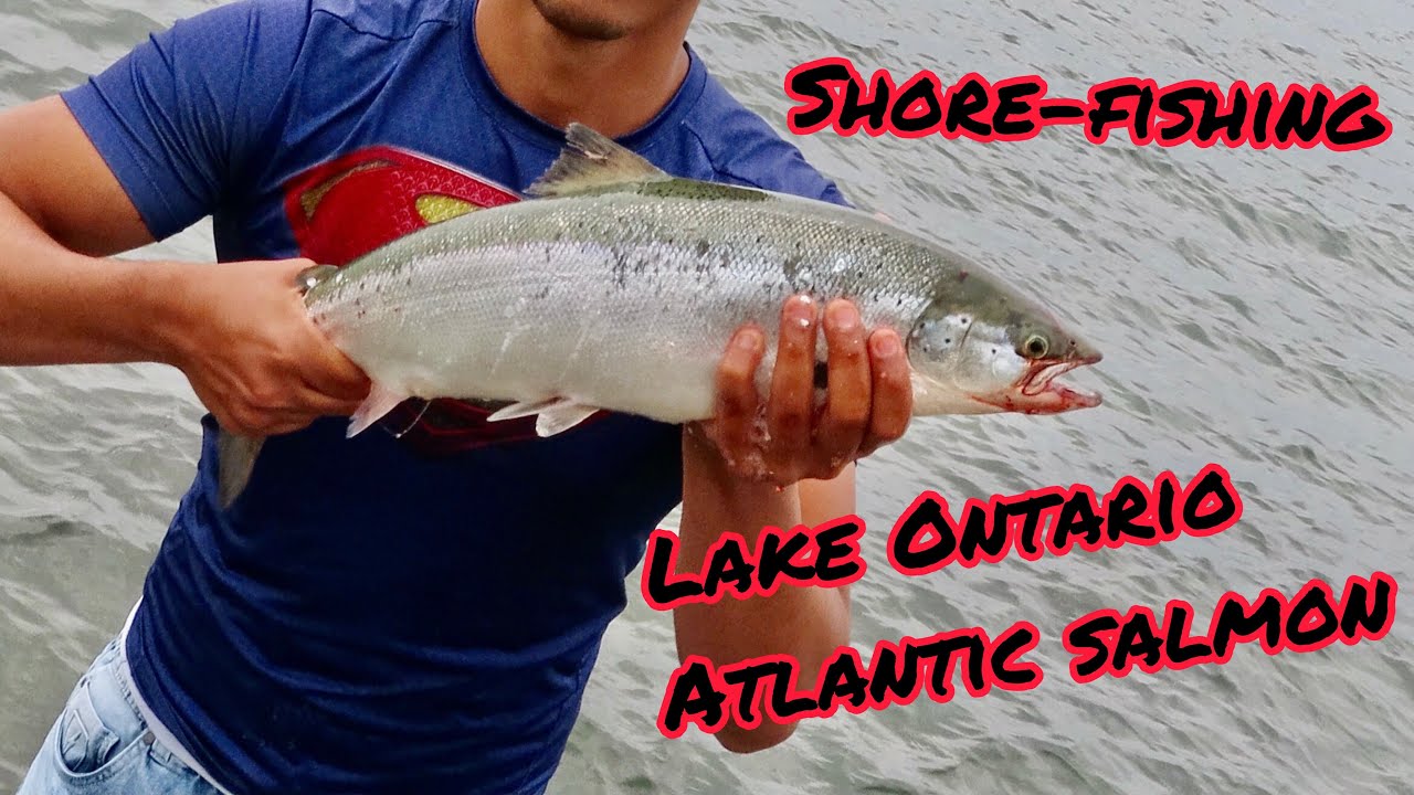 Atlantic Salmons Are Back (Lake Ontario Fishing) YouTube
