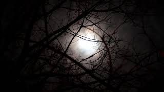 Full Moon Rising in a Dark Scary Forest - Halloween Screensaver