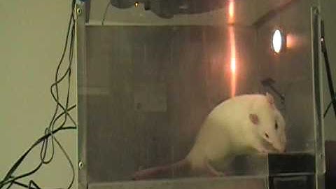 More Stimulus Discrimination