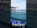 ラビーちゃんのスカイロケットサイコ～🥰 #Shorts #鴨川シーワールド #kamogawaseaworld #killerwhale #orca #シャチパフォーマンス