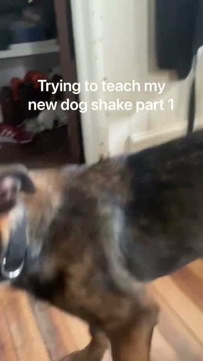 trying-to-teach-my-dog-shake-part-one-youtube