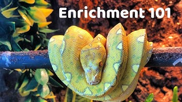 Enrichment for Reptiles
