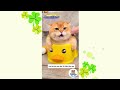 Tổng hợp mèo dễ thương #3 | Cheems Tấu Hài #pets #cat