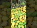 Jungli mango Aasar🥭🥭#shorts #trending #viral #indianfood #mango #food #Aasar//