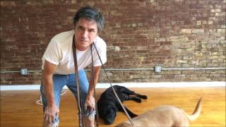 Why dog parks are bad, Trains dogs to Fight and be aggressive