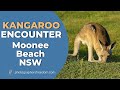 Photography Vlog - Kangaroo Encounter Moonee Beach Nature Reserve NSW