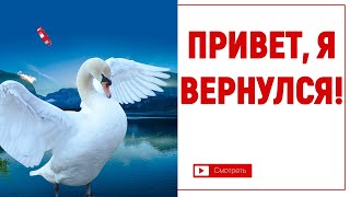 ВОЗВРАЩЕНИЕ ЛЕБЕДЯ по имени ГОЛУБЬ ВОЗВРАЩЕНИЕ ЛЕБЕДЯ по имени ГОЛУБЬ