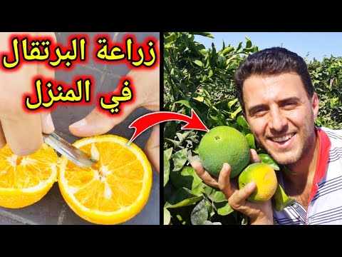 زراعة شجرة البرتقال من البذور والعناية به