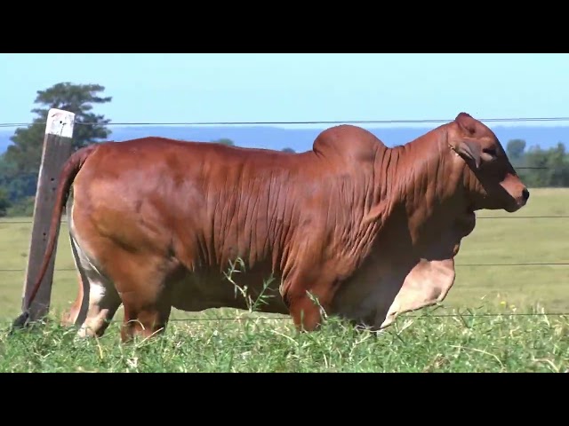 LOTE 50   1 FÊMEA BRAHMAN PO