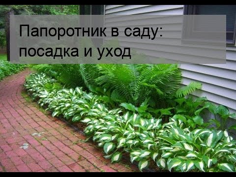 Видео: Садовые папоротники - Как выращивать и ухаживать за папоротником в саду на открытом воздухе