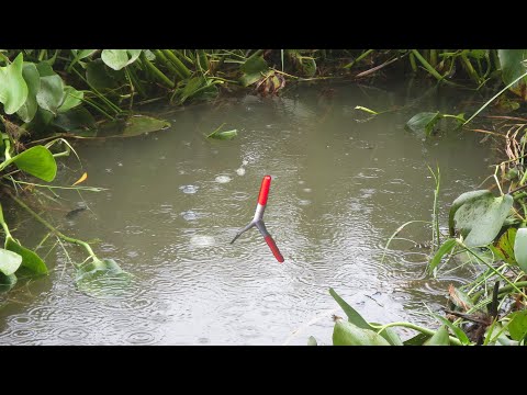 Video Câu Cá Ổ , Đụng Bầy Cá Trê Khủng Quấn Ổ Lên Tim Lôi... - youtube