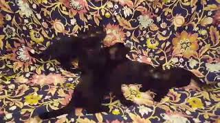 Bomambero Litter I - Bombay cats cattery by Bomambero Bombay cats 159 views 5 years ago 14 seconds