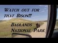 Watch Out For That Bison!!! Badlands On The Road Vanlife